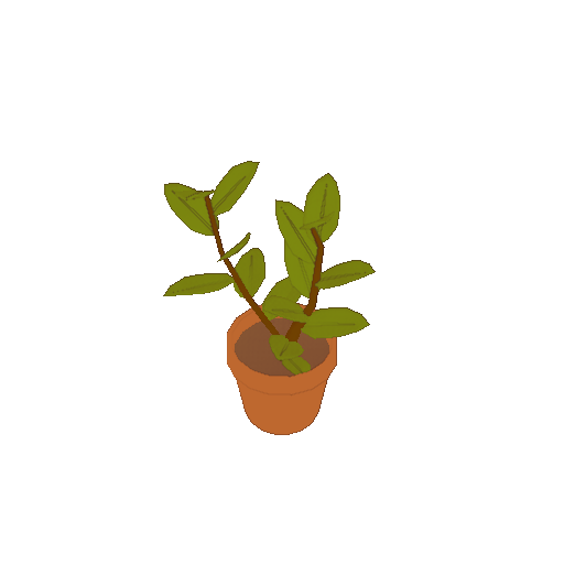 A potted bay leaf plant