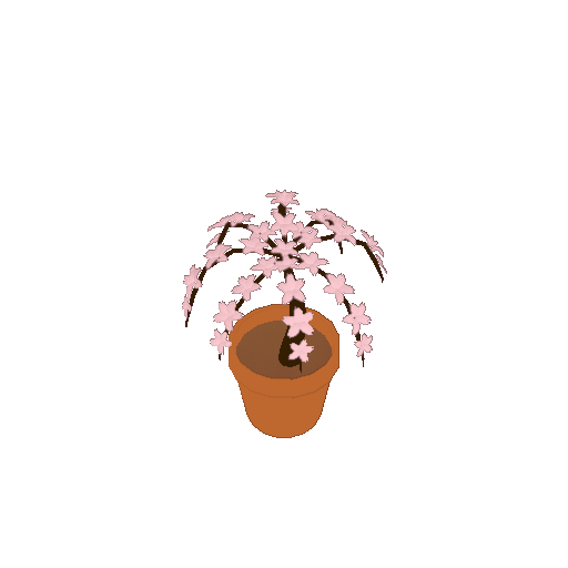 A potted cherry blossom