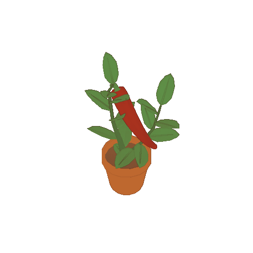 A potted chili plant