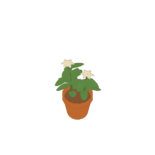 A potted jasmine plant