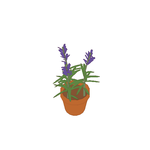A potted lavender plant