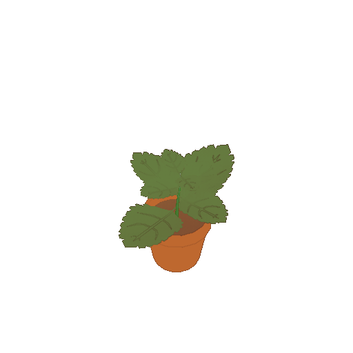 A potted mint plant