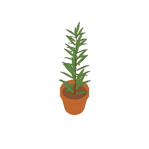 A potted rosemary plant