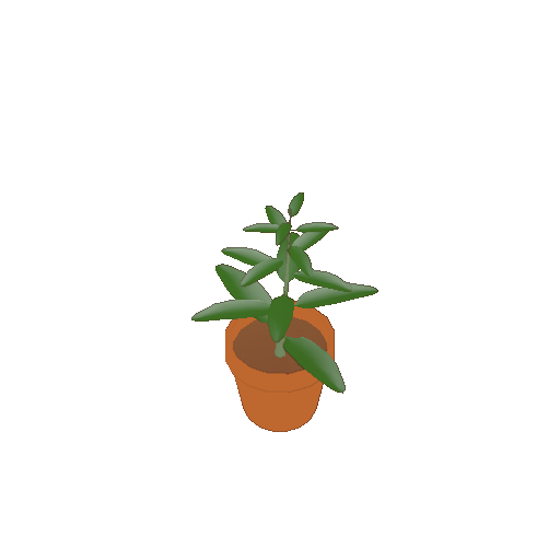 A potted sage plant