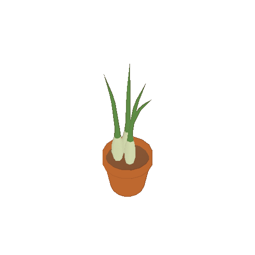 A potted spring onion plant