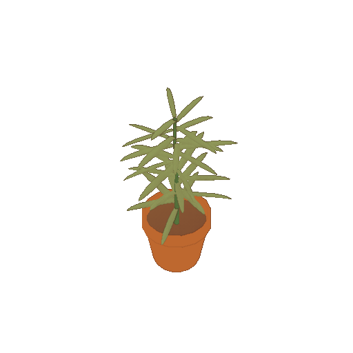 A potted tarragon plant