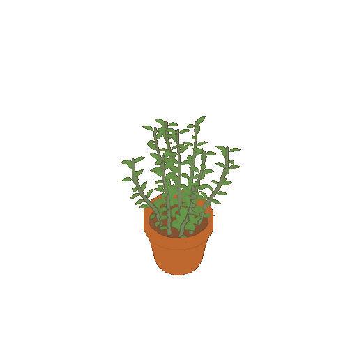 A potted thyme plant