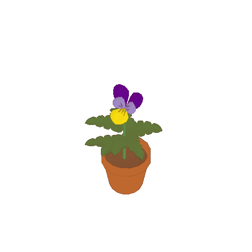 A pot of viola flowers